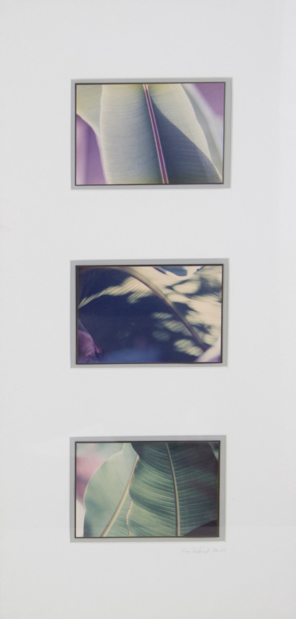 Banana Leaves by Kay Harris DuVernet