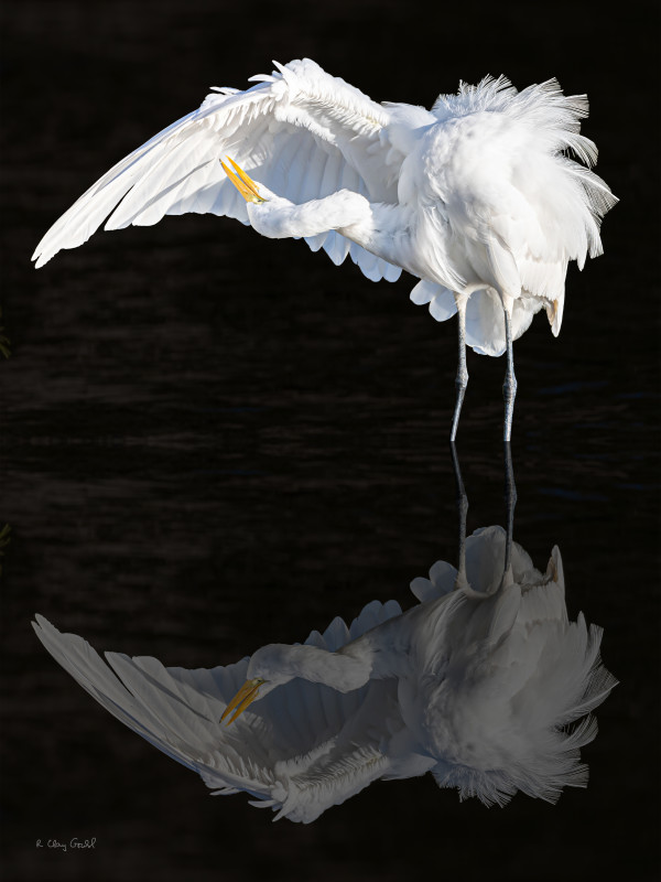 Great Egret by R. Clay Gould