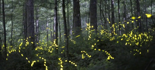 Fireflies in Disguise by Luba Zygarewicz