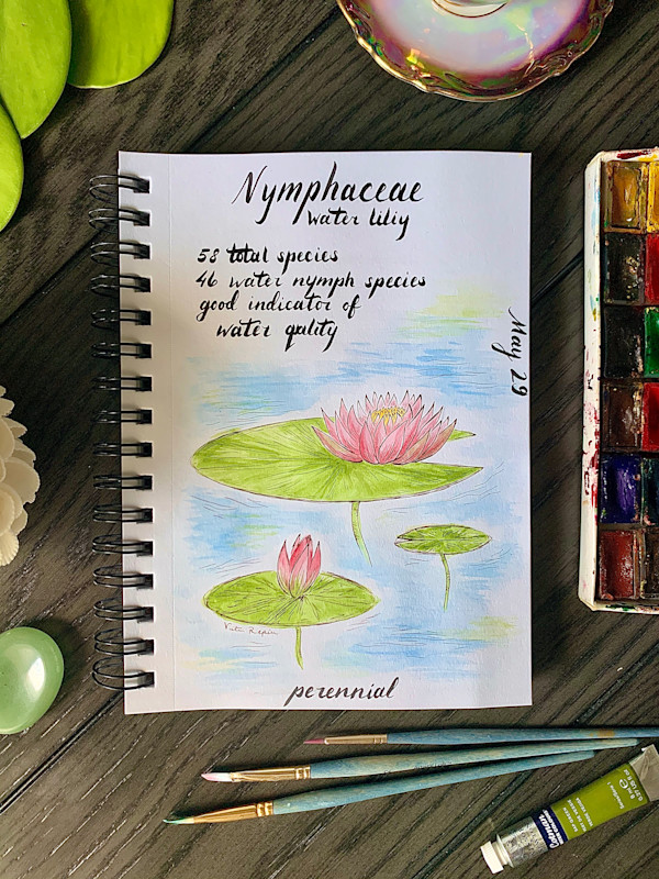 Botanical Illustration - Water Lily