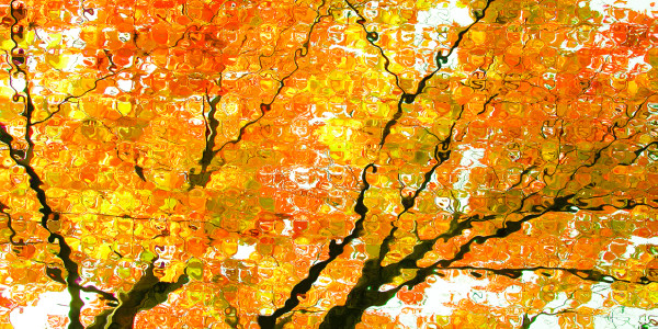 Autumn Tree by EF Fine Art