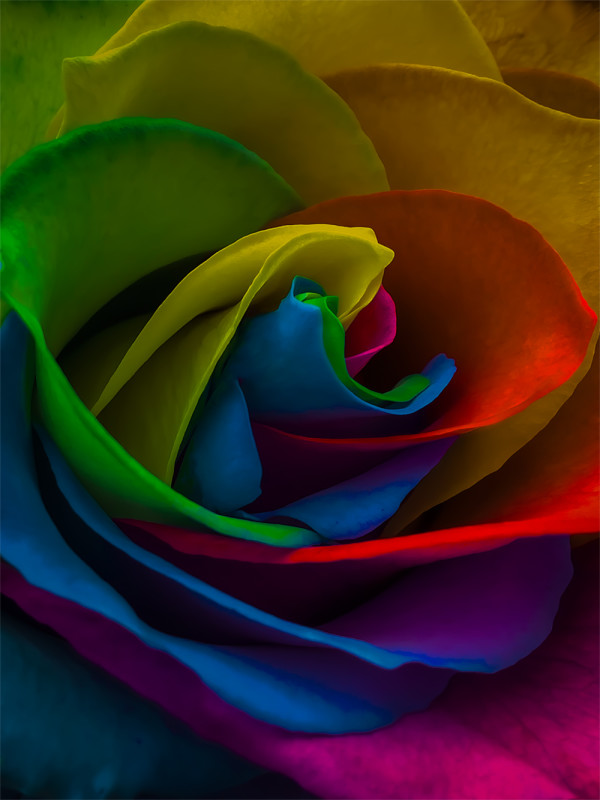 Kaleidoscope Rose Abstract I