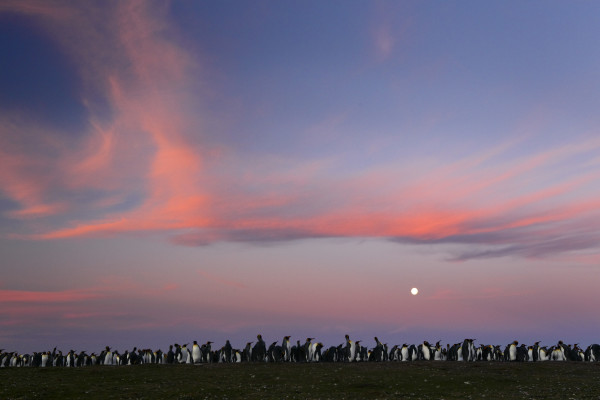 Colònia de pingüins by Oriol Alamany