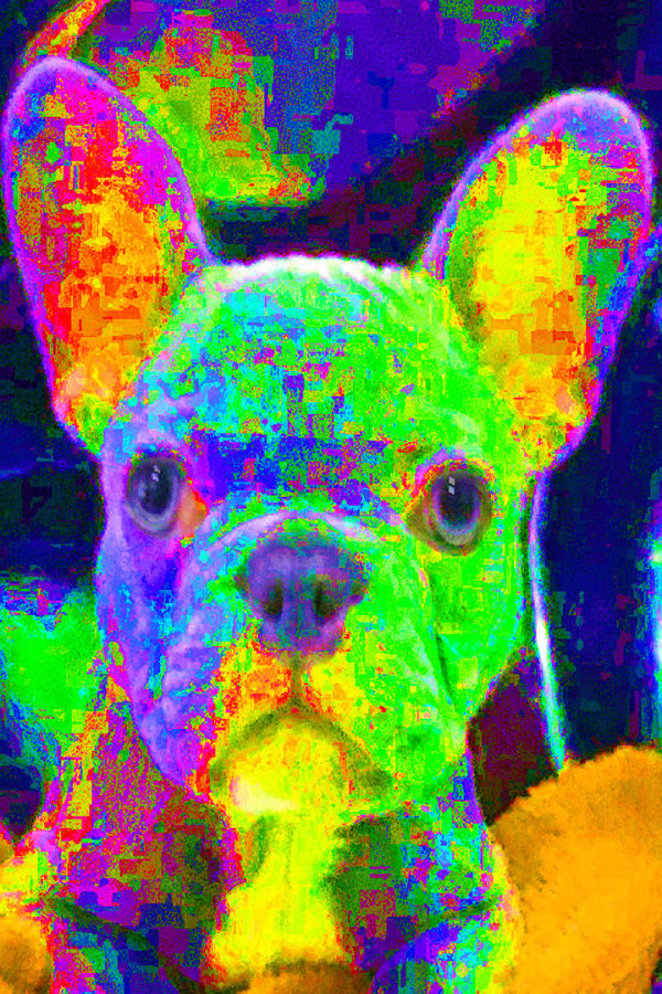 NEON FRENCHIE PRINCESS SOFIA by Curtis Dickman