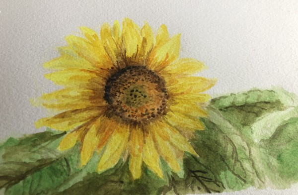 Sunflower Study by Katy Heyning