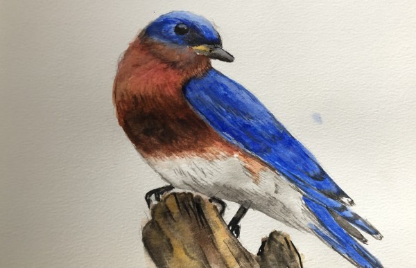 Bluebird Study by Katy Heyning