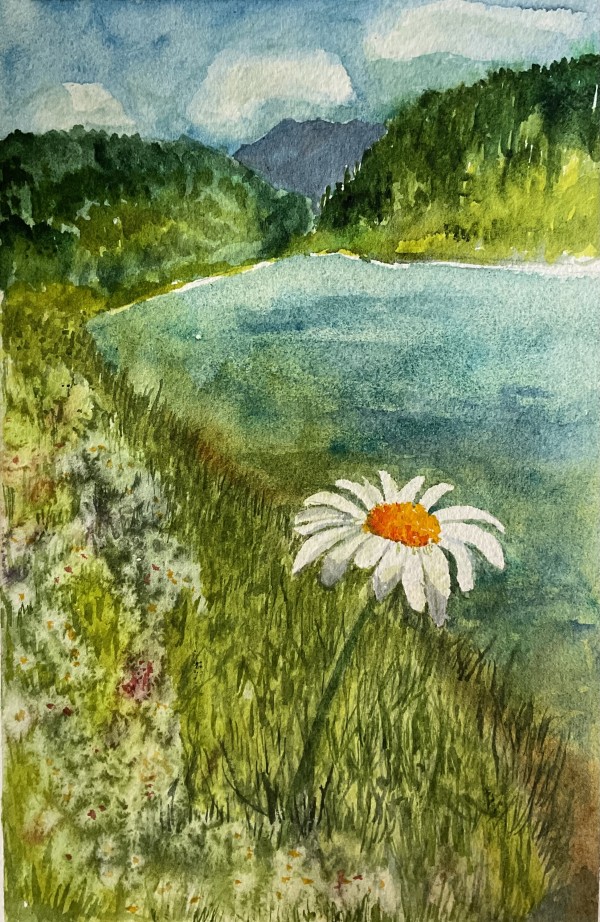 Mountain Daisy by Katy Heyning