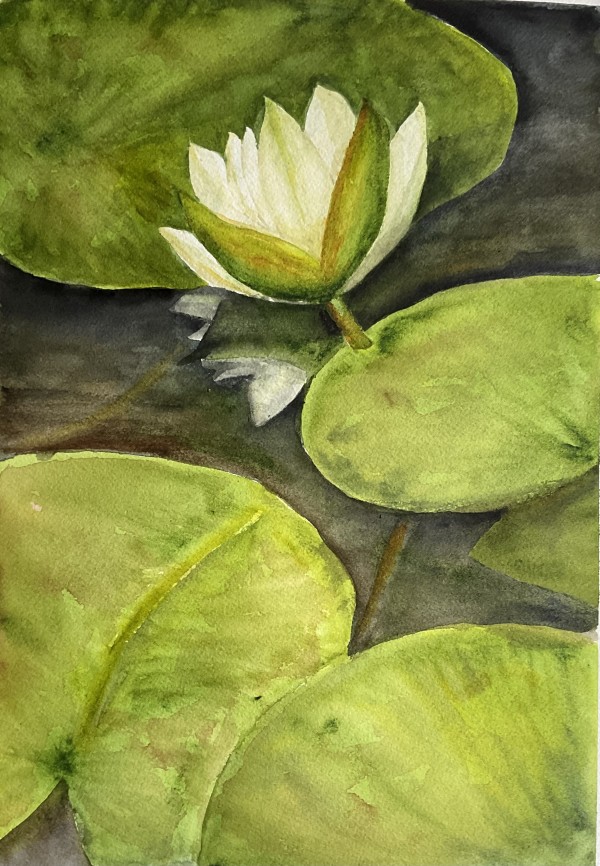 Water Lily Study 4 by Katy Heyning