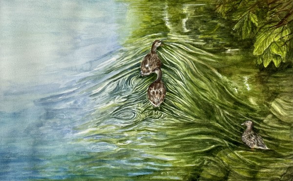 Ducks on the Yahara River by Katy Heyning