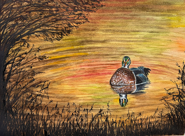 Wood Duck by Katy Heyning
