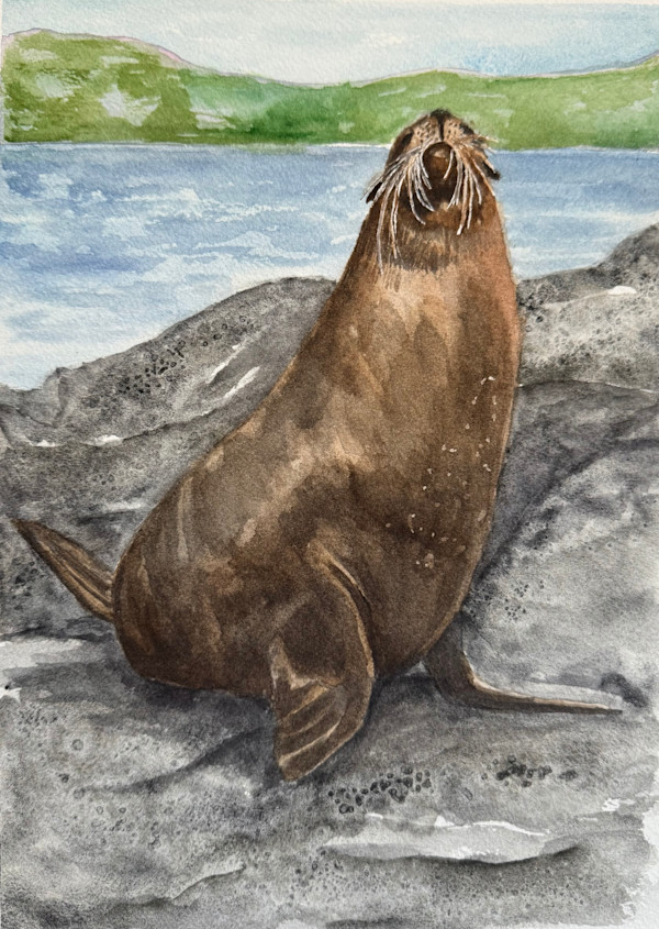 Galápagos Sea Lion by Katy Heyning Watercolor and Fine Art