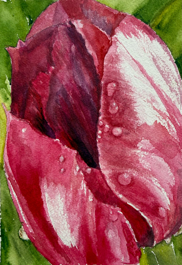 Tulip Dew by Katy Heyning Watercolor and Fine Art, Image 1.