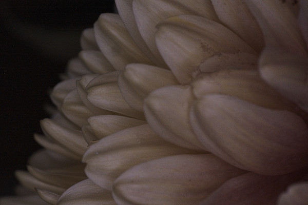 Flower Detail by Amy Helmick