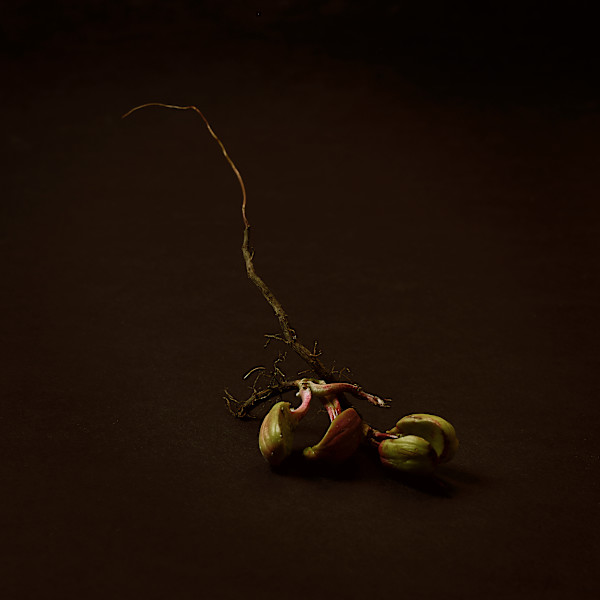 Growth, Interrupted by Amy Helmick