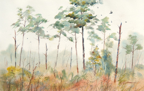 Foggy Woods by Keith E  Johnson