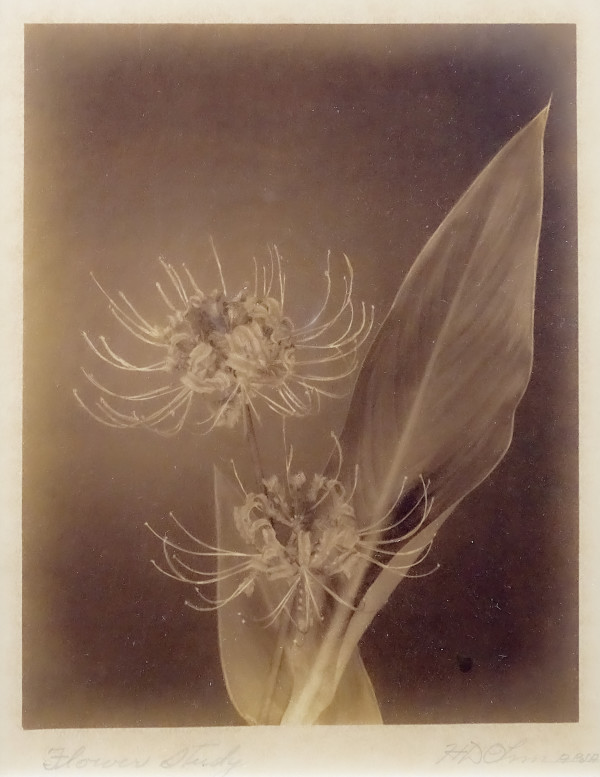 Flower Study by Herbert Dewey Ohm