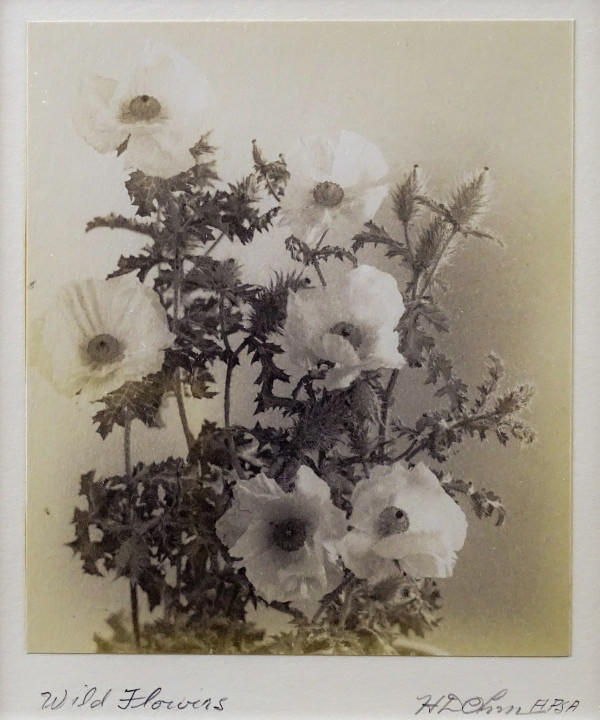 Wildflowers by Herbert Dewey Ohm