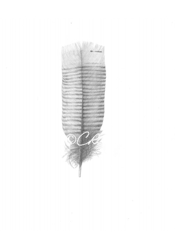 Turkey's feather by Cristina Rodríguez