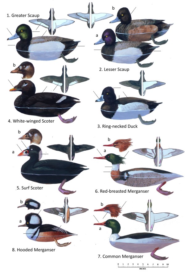 Bay and Sea Ducks of Utah (males) by Carel Brest van Kempen