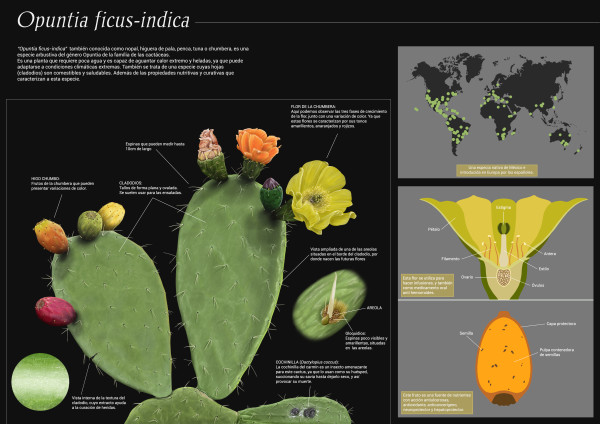 Opuntia ficus indica by David Ranchal
