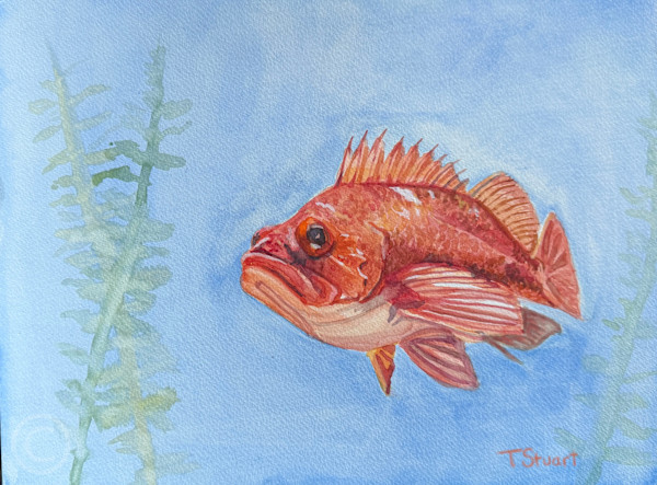 Rockfish by Tara Stuart, Image 1.