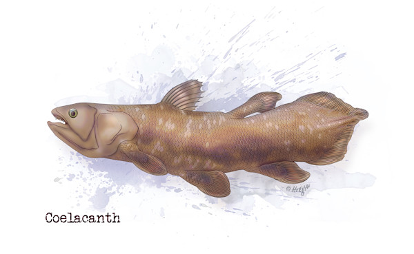 Coelacanth by Carolina Hrejsa