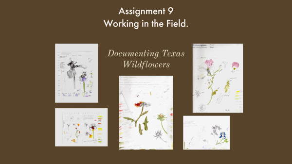 Documenting wildflowers in Texas. by Gail Dentler