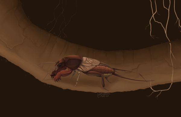 Mole Cricket by Mars Drake