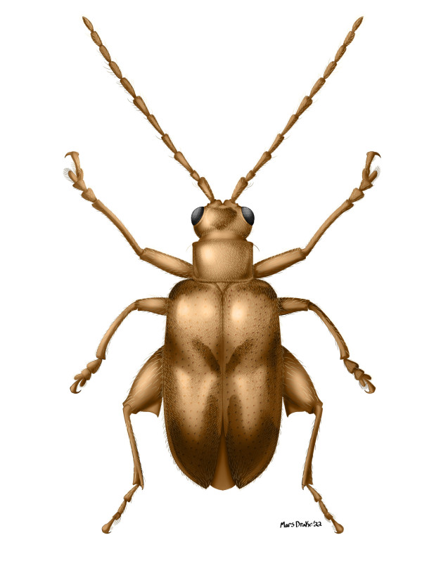 Flea Beetle Specimen by Mars Drake