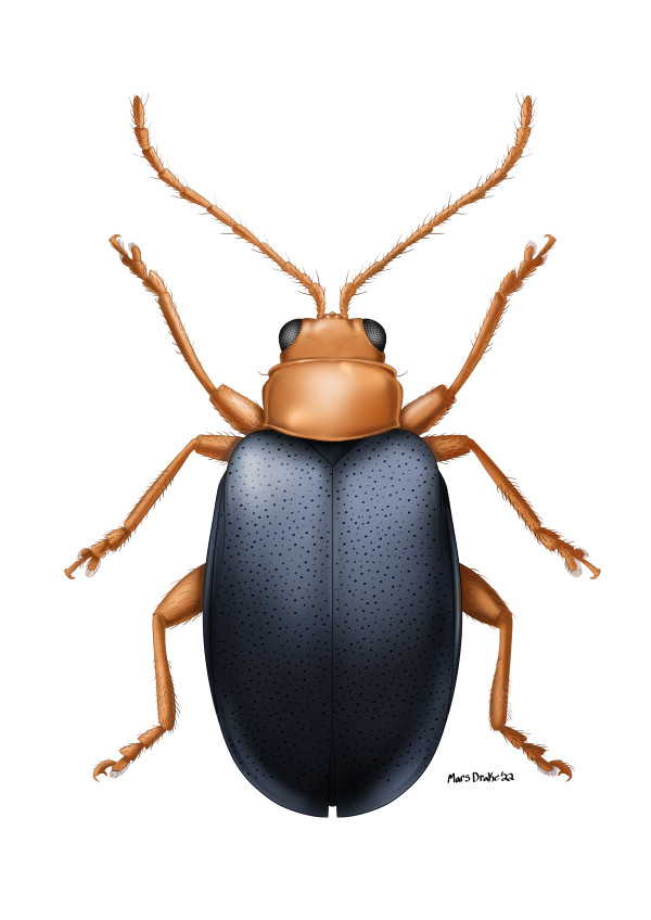 Flea Beetle Specimen (4) by Mars Drake