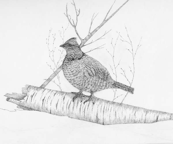 Ruffed Grouse by Stephen DiCerbo