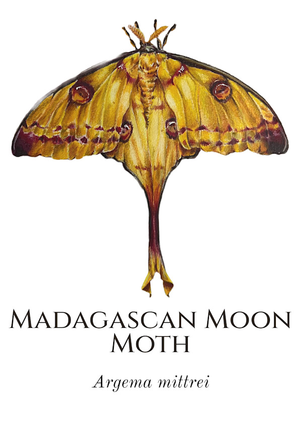Madagascan Moon Moth by Katie Quinlivan