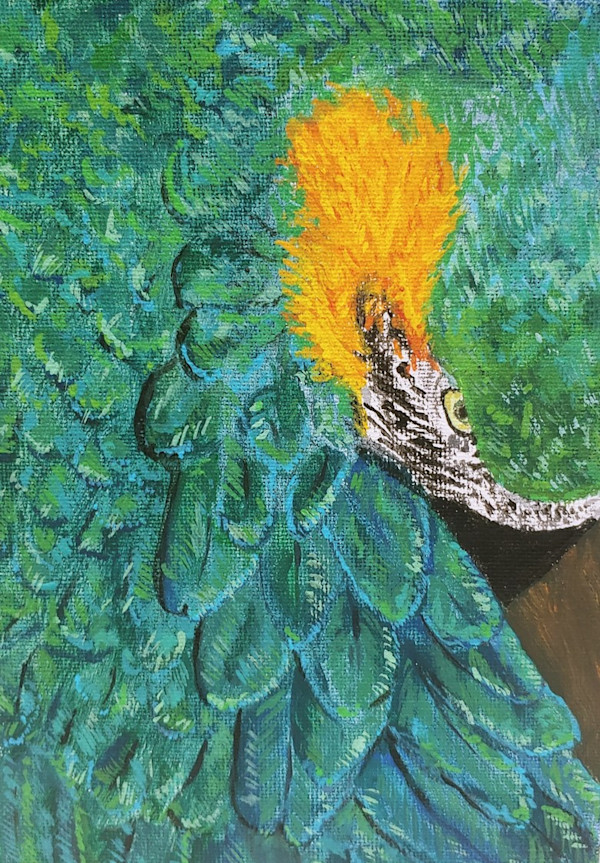 Blue and Yellow Macaw by Netta Dar, Image 1.