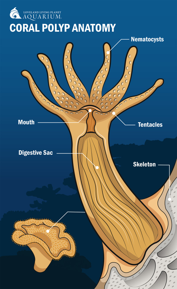 Coral Polyp Anatomy by Allison Mosley