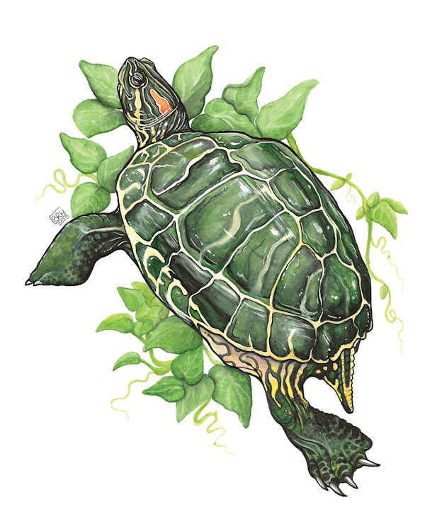 A red-eared slider for the summer by Bryona Hamilton, Image 2.