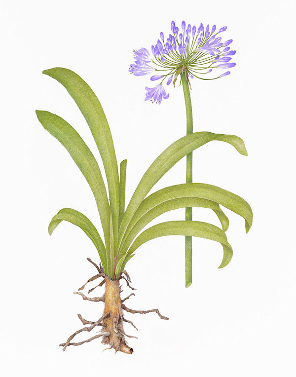Agapanthus by Betsy Barry