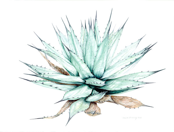 Agave by Laurie Crummy