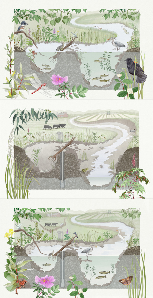Groundwater/Surface Water Relationship by Catie Michel