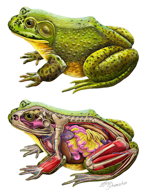 American Bullfrog Anatomy by Mesa Schumacher