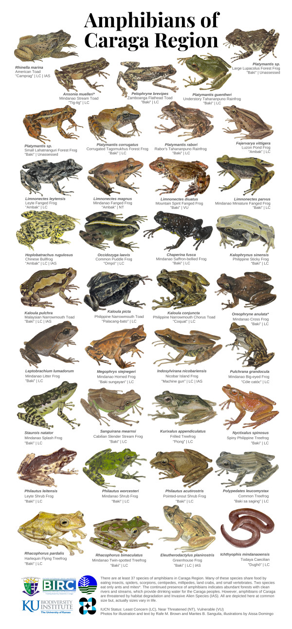 Amphibians of Caraga by Anna Domingo