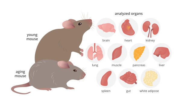Mouse Organs by Caitlin Rausch