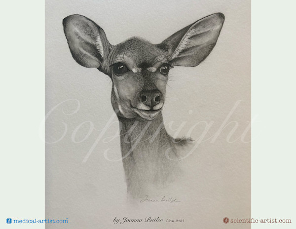 Nyala Antelope in graphite pencil by Joanna Butler