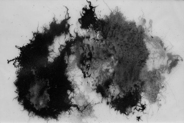 Expression of the Superorganism: Fire ants Painting by Jiayi Guo