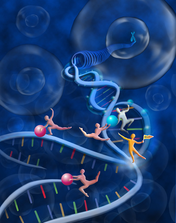 Signaling in the cell by Nicoletta Barolini