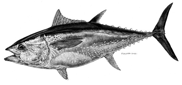Bluefin Tuna, Thunnus thinnus by Pedro Salgado