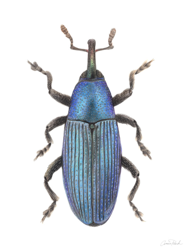 Aulacobaris gudenusi by Connie Resch