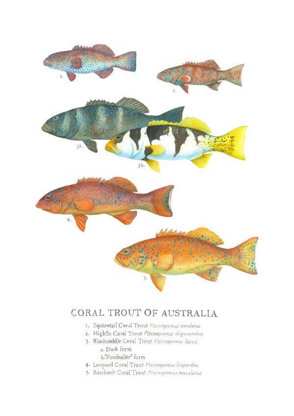 Coral Trout of Australia by Bonnie Koopmans