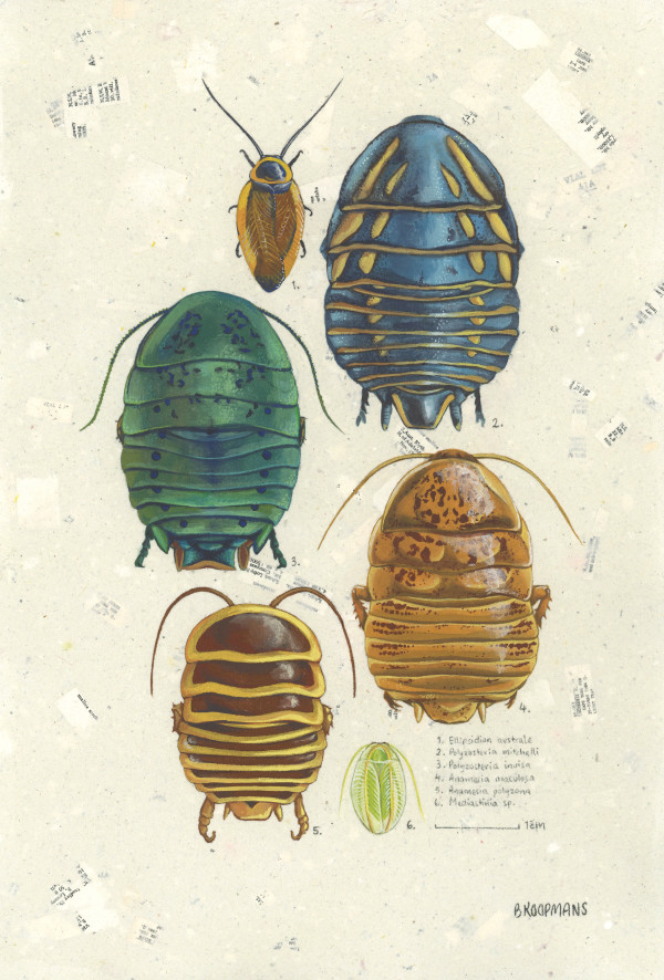 Beautiful Roaches by Bonnie Koopmans