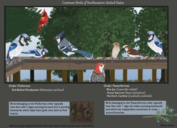 Common Birds of Northeastern United States by Molly Gilmore