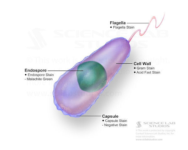 Bacteria Staining by Rick Simonson